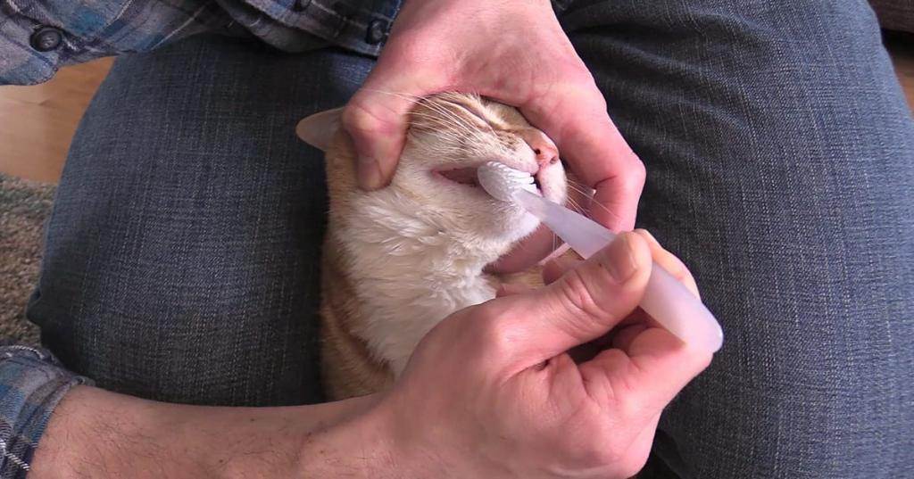 Зубной камень у кошек: причины появления, лечение, профилактика