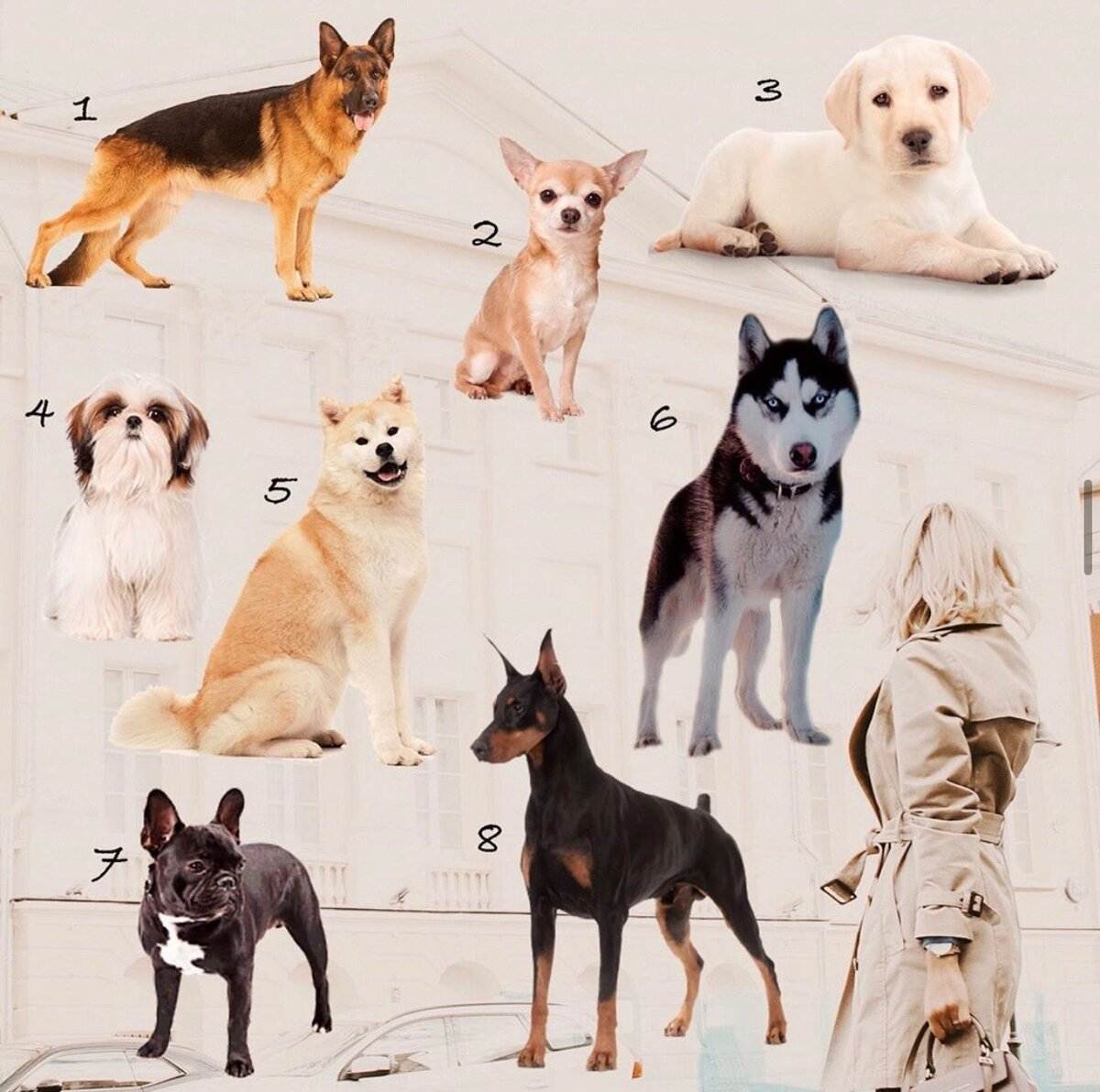 Лучшие породы собак для квартиры, топ-10 рейтинг собак 2022