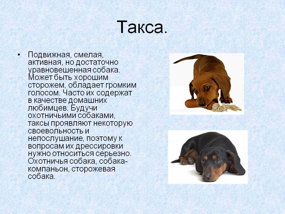Таксы — все о породе собаки, происхождение, описание породы, плюсы и минусы, виды такс