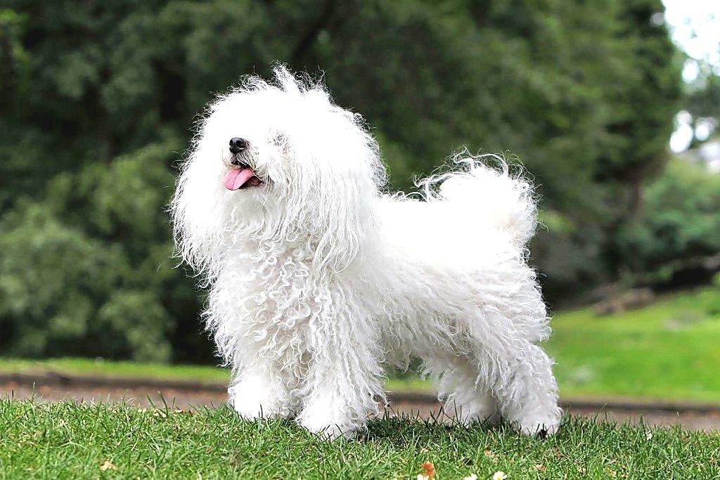 Болоньез (итальянская болонка): описание породы, фото собак