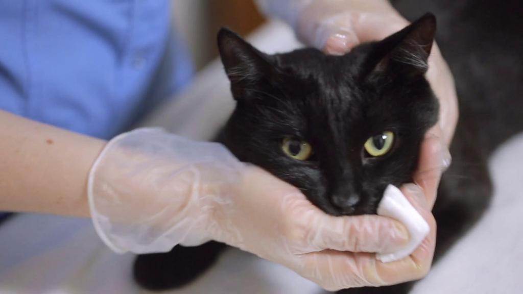 Как коты и кошки отходят от наркоза: восстановление и уход за животным