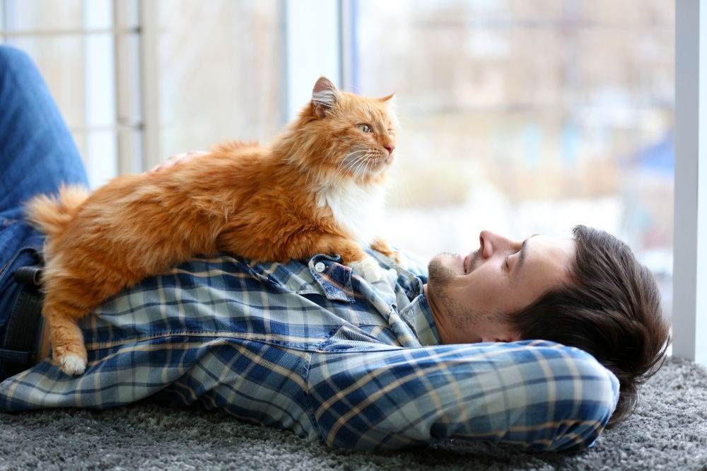 Почему кошка ложится на человека: проявление ласки и другие мотивы
