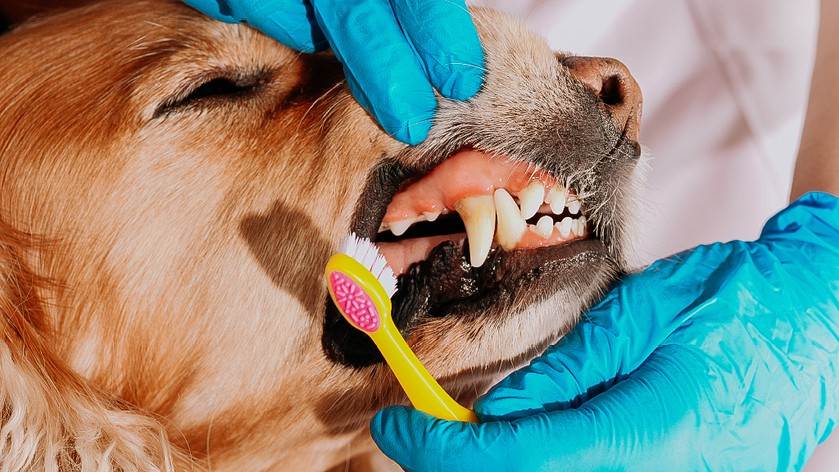 Зубной камень у кошек: лечение и удаление зубного камня в домашних условиях