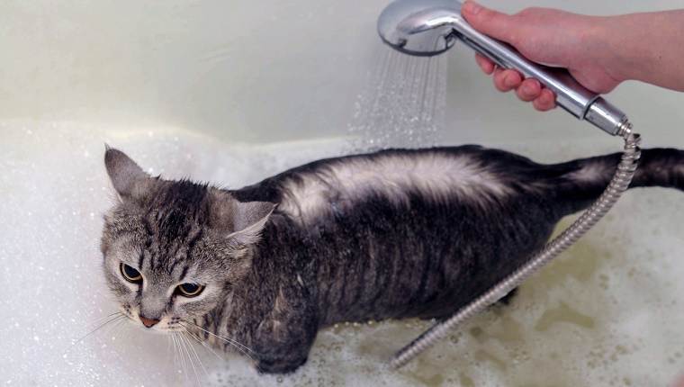 Шампунь для кошек: виды, в том числе сухой, и критерии правильного выбора