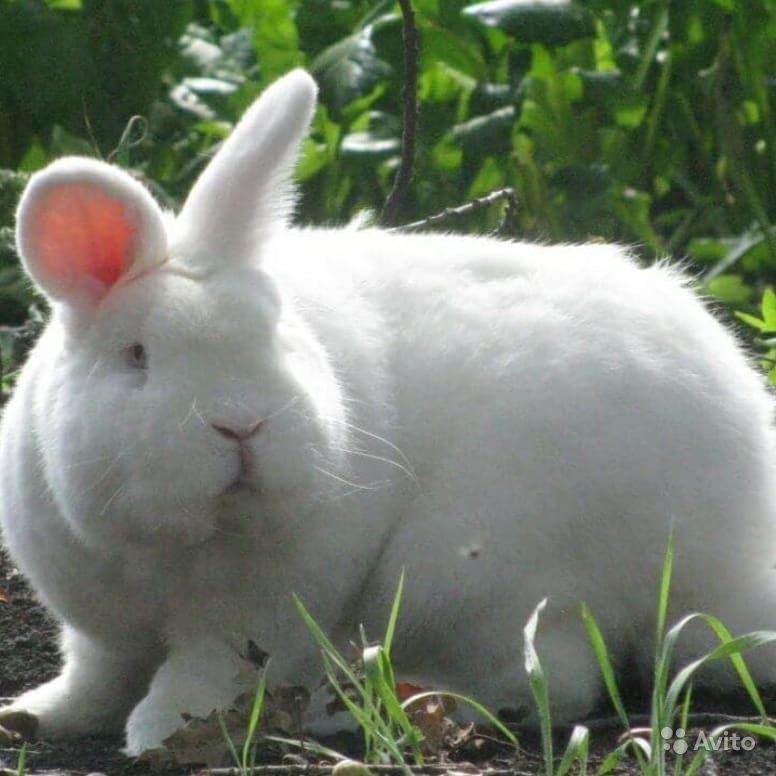 Кролики породы великан. описание, особенности, виды, уход и содержание