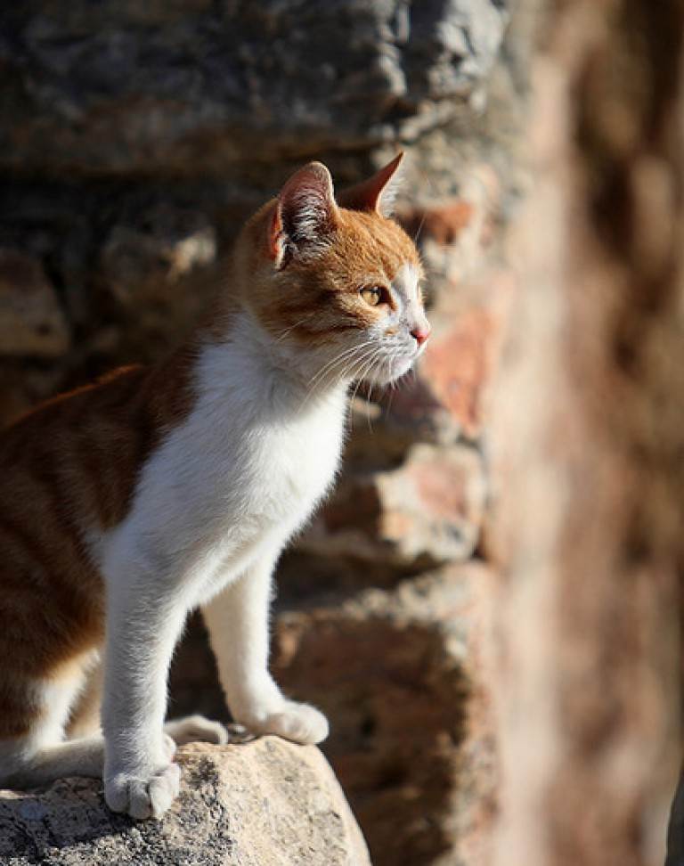 Эгейская кошка: описание породы, характер, фото эгейской кошки