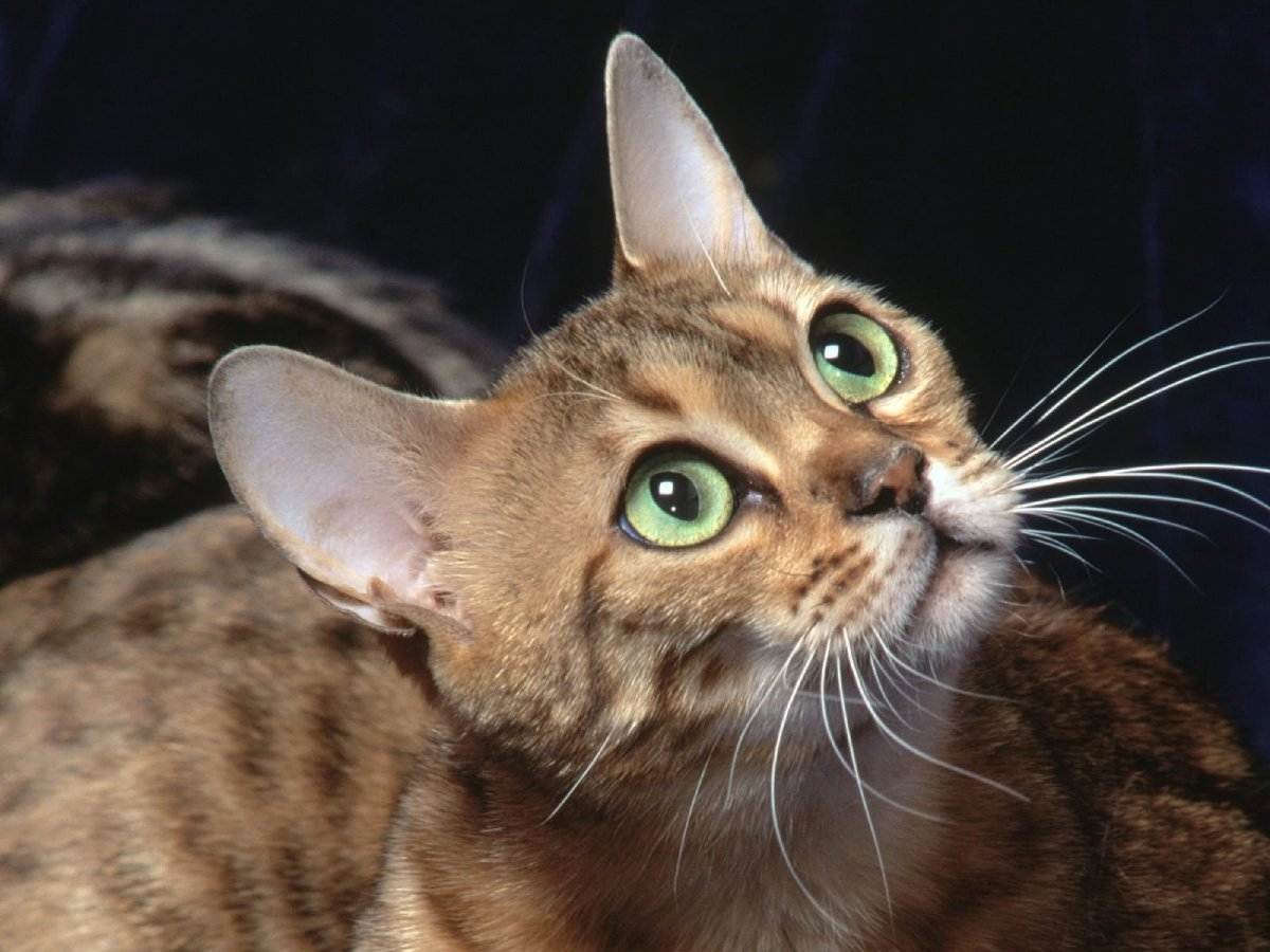 Кот беларус живёт с косоглазием, но это ему не мешает — у него армия поклонников, и он помогает другим котам