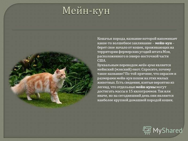 Кошки мэйн-кун или мэнская енотовидная кошка: история, описание, характеристика породы