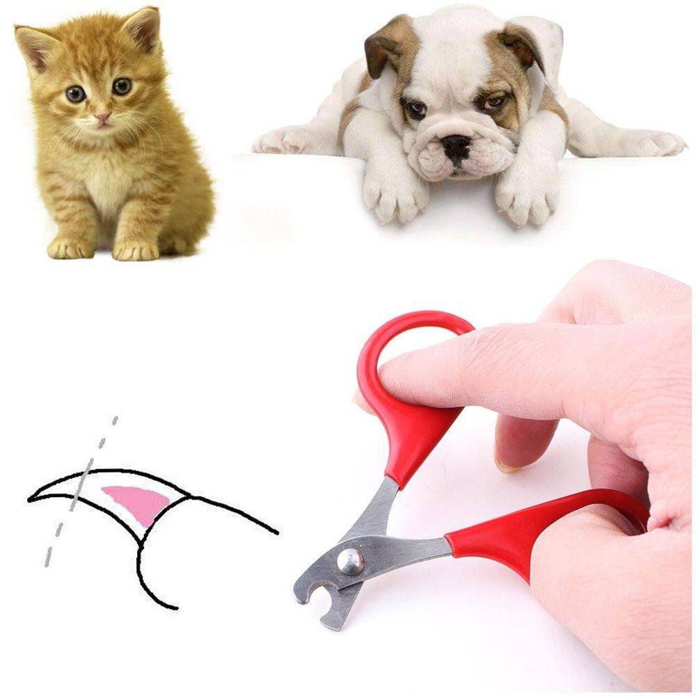 Как подстричь когти кошке в домашних условиях? | котпроглот