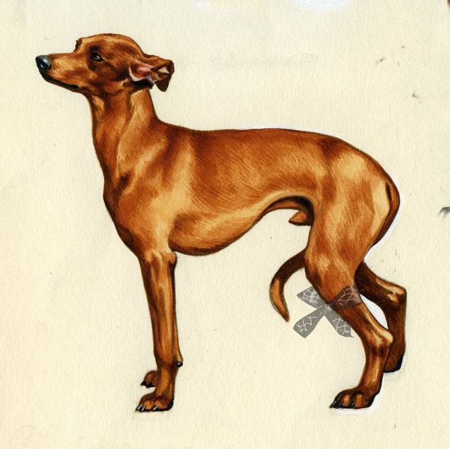 Собака породы левретка: характеристика и описание