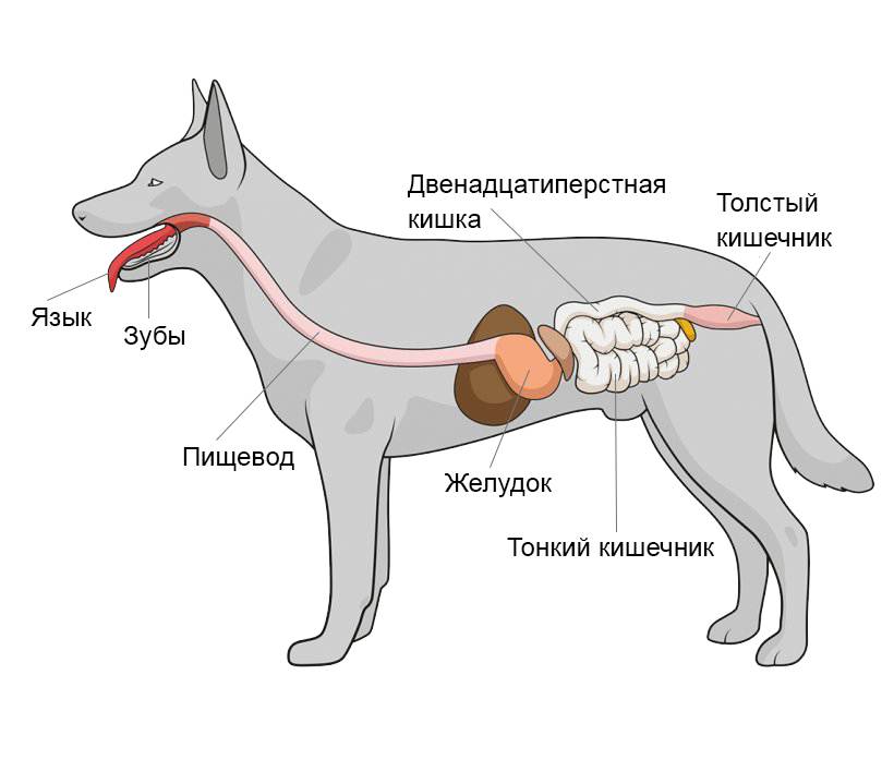 Заболевания половой системы собак – энциклопедия о собаках