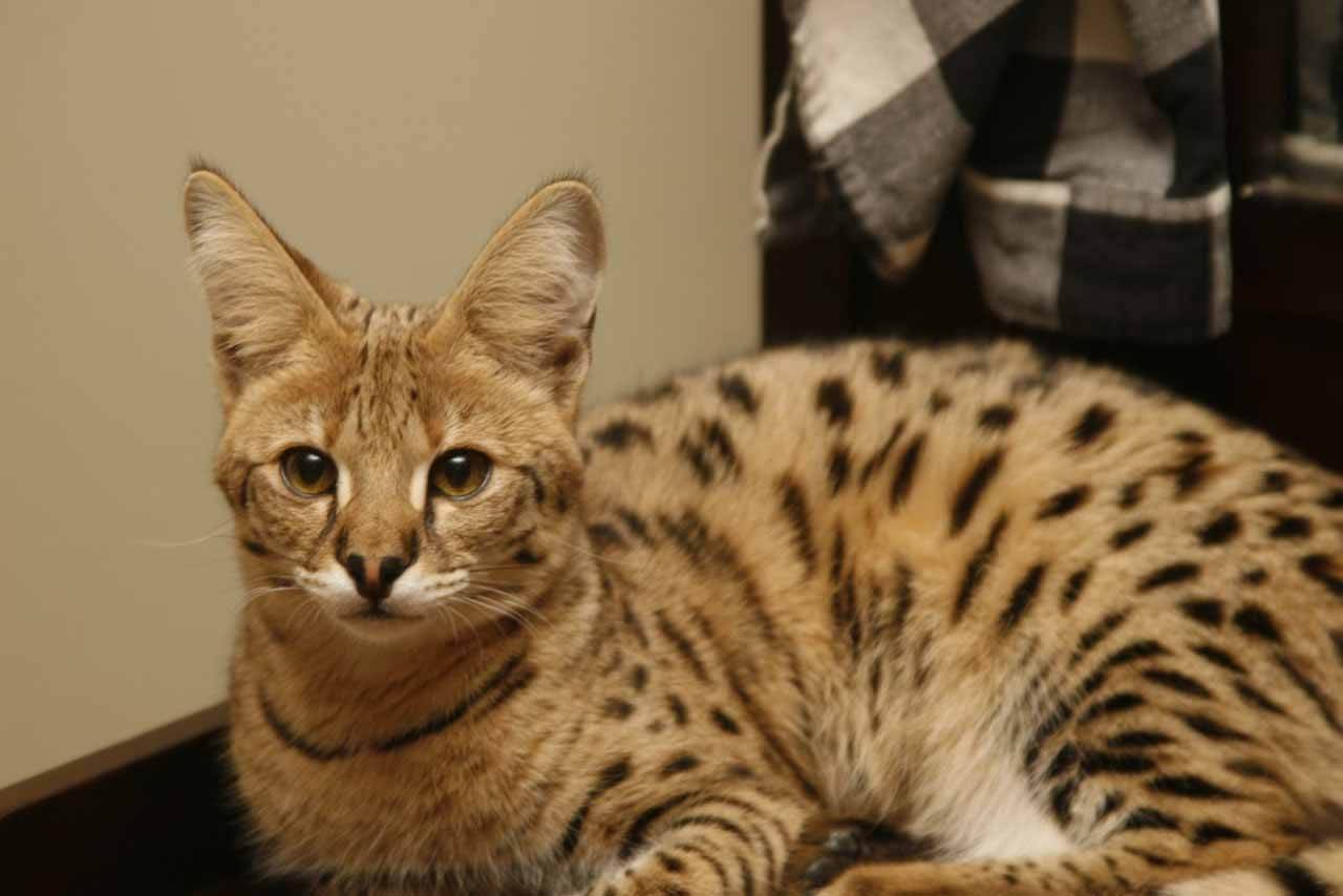 Редкие породы кошек: характеристики необычных питомцев и отзывы их владельцев
