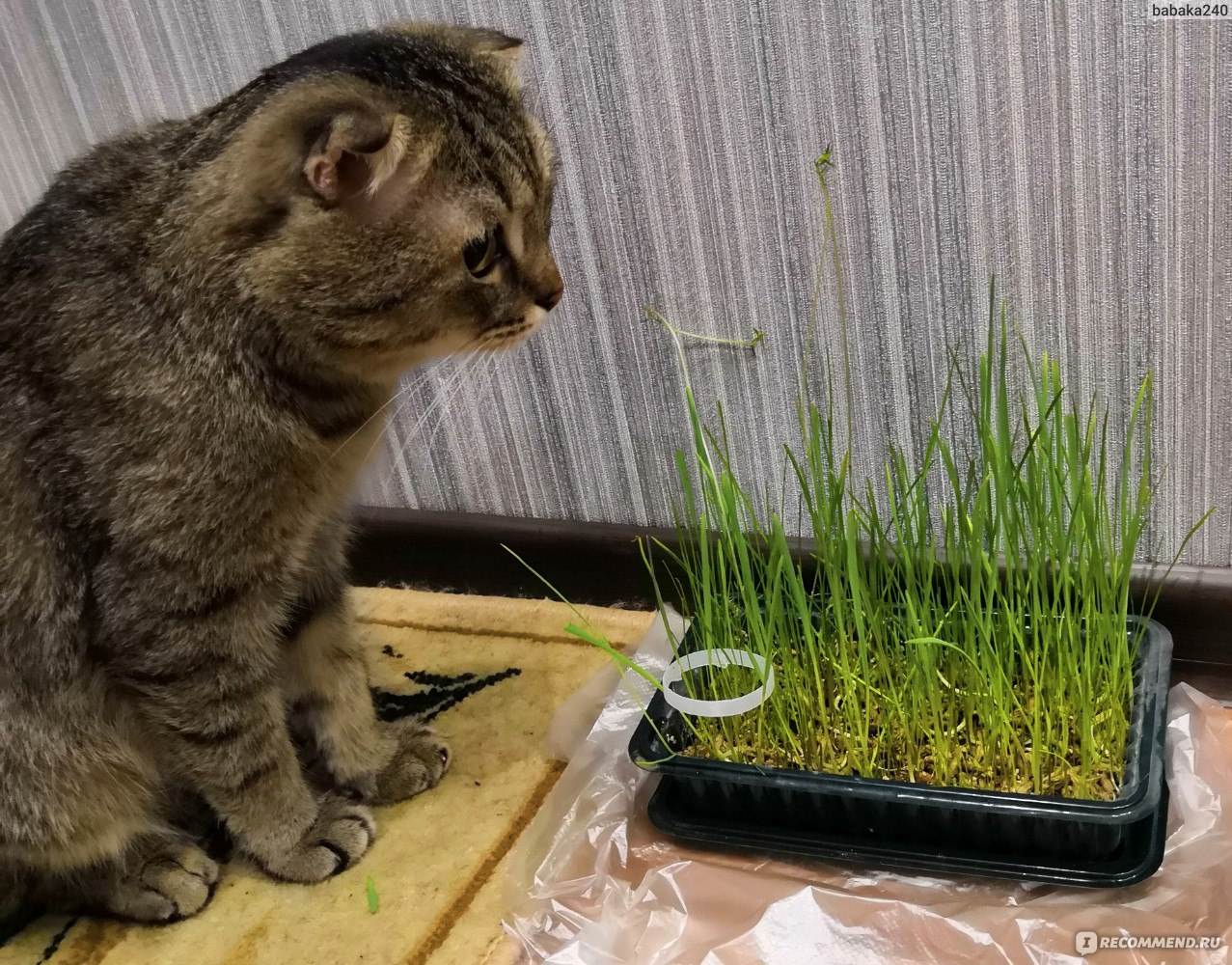 Трава для кошек и котов: зачем и какая нужна, как вырастить