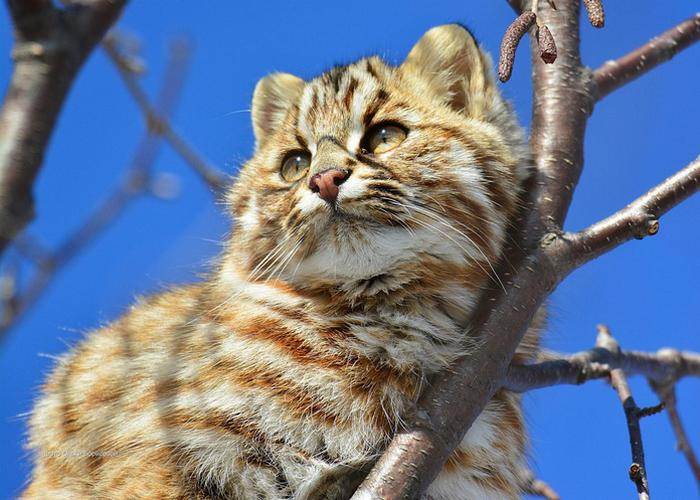 Амурский лесной кот: описание, образ жизни, характер, особенности