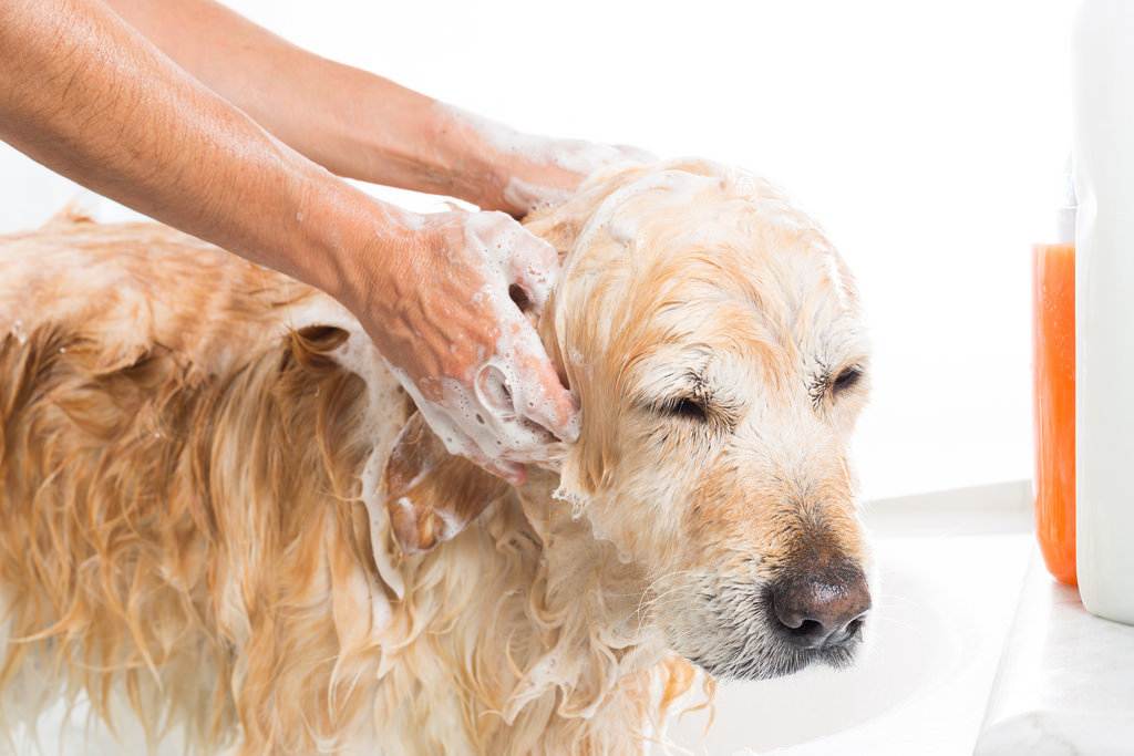 Шампунь для собак: как правильно мыть, как часто надо, можно ли мыть человеческим шампунем