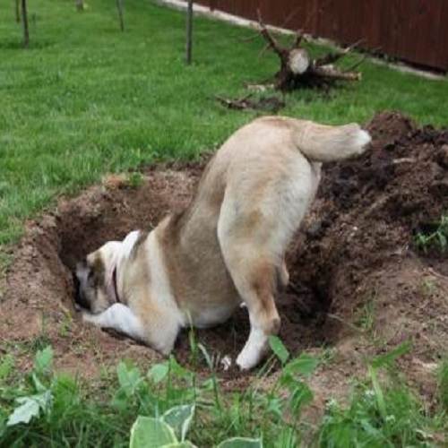 Почему собака роет ямы во дворе и как ее отучить?