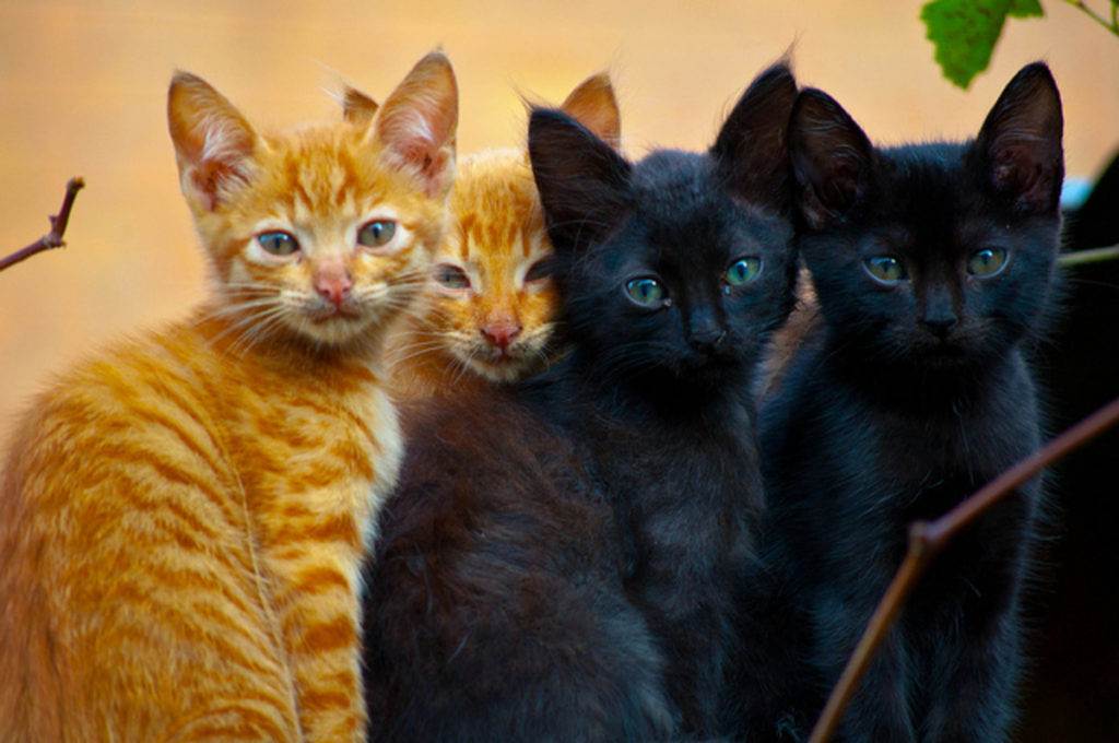 Самые умные породы кошек: топ-10 в мире