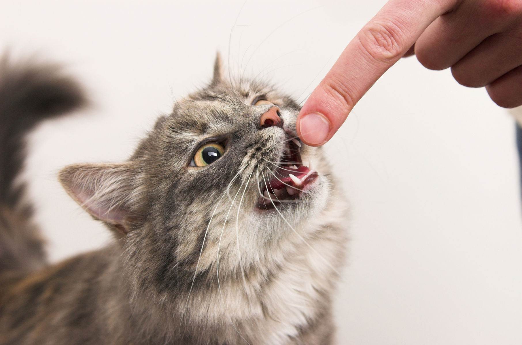 Почему кошки любят, когда их гладят