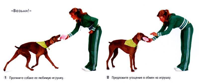 Учим собаку команде "апорт": пошаговая инструкция | ваши питомцы