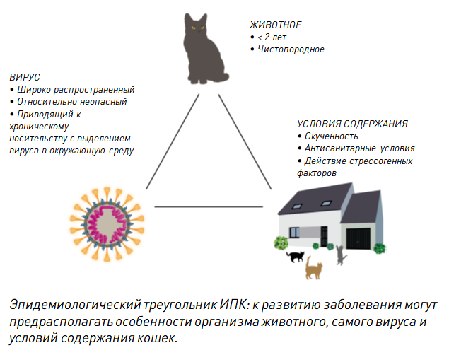 Кроновирус (coronavirus) у кошки