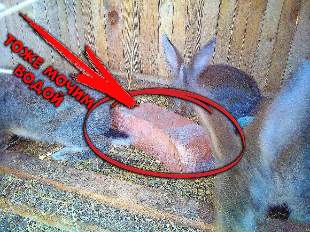 Крольчиха не хочет спариваться: что делать