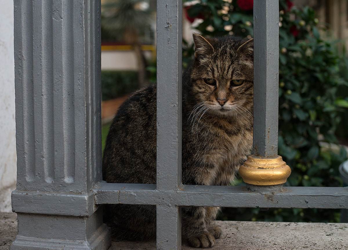 Почему кошки откликаются на "кис-кис" - gafki.ru
