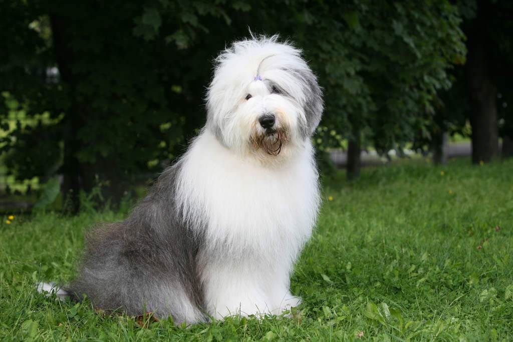 Собака бобтейл или староанглийская овчарка: описание породы, характер, фото щенков.