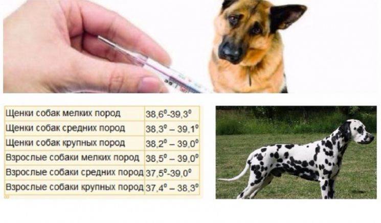 Какая нормальная температура у собак, как измерить, причины повышенной или пониженной температуры