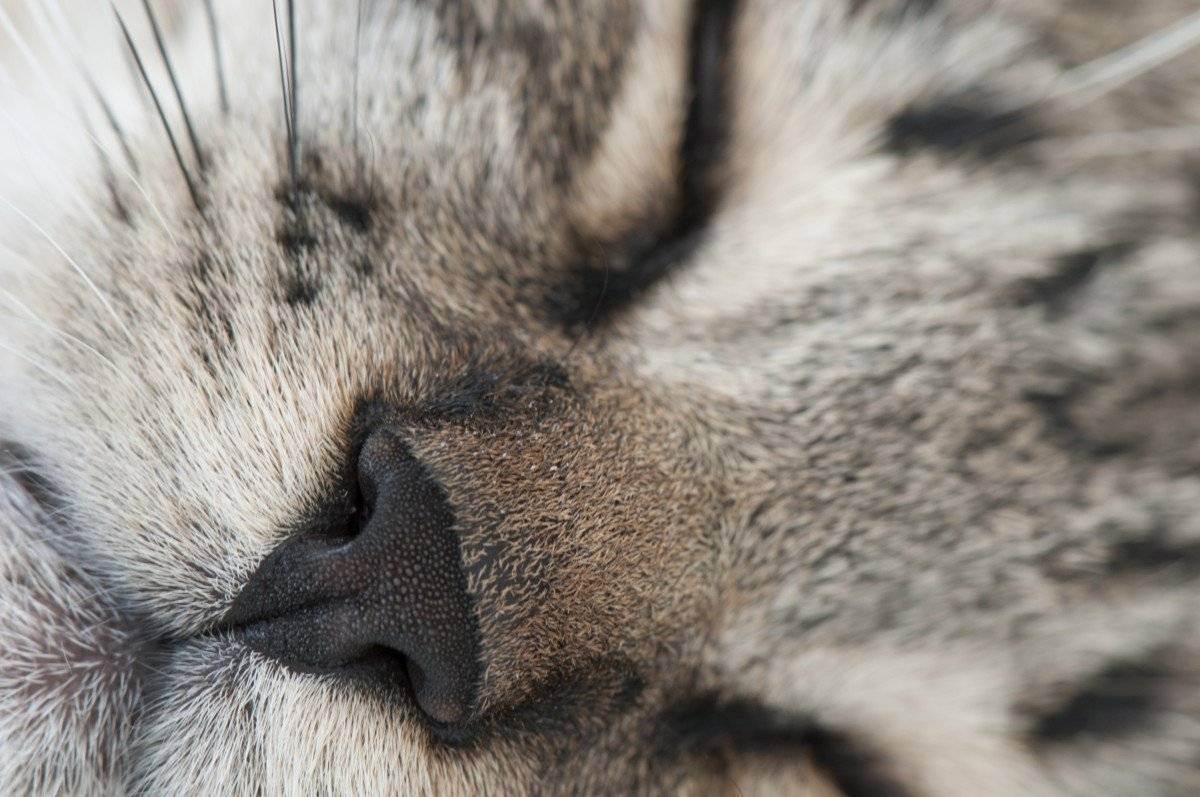 Почему у кошки мокрый нос: причины