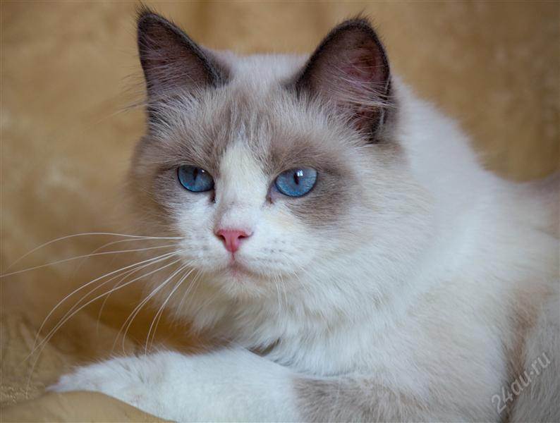Белая кошка с голубыми глазами — обзор с фото