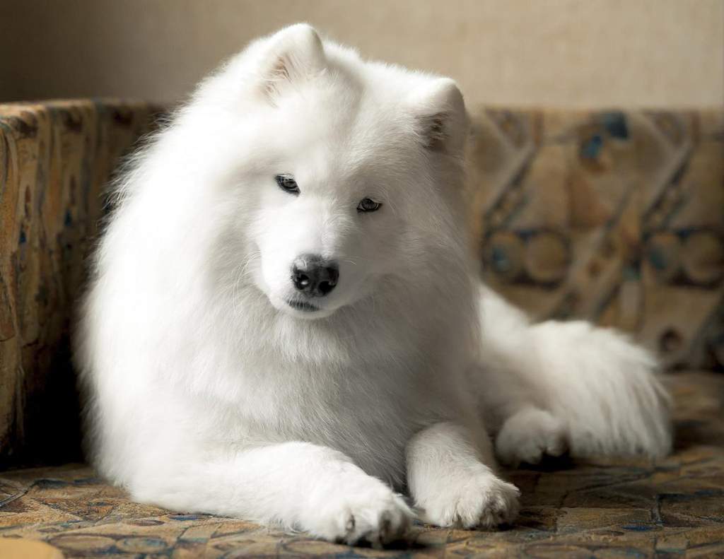 Самоедская собака (самоед): описание и характеристика породы