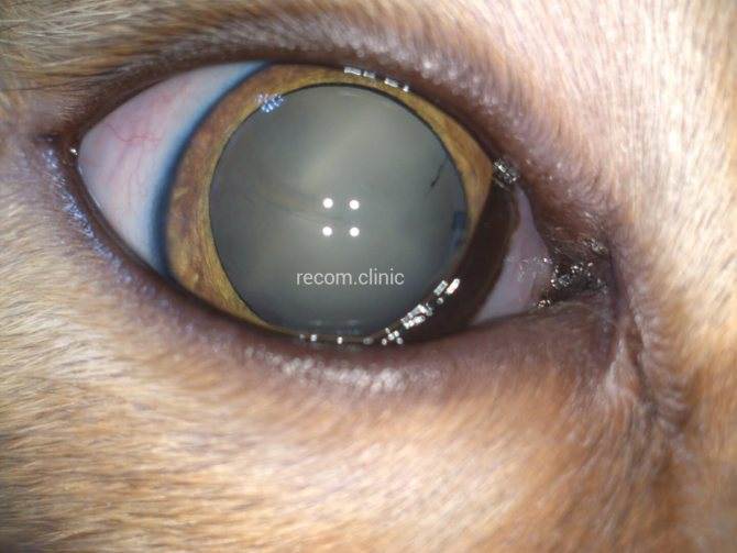 Что такое увеит у собак и его клинические признаки (на фото)ветлечебница рос-вет