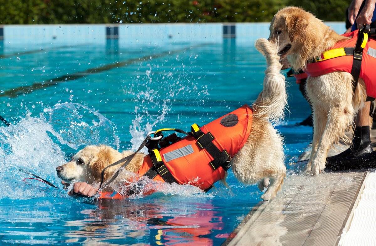 И в воде, и на земле, и в огне — как собаки спасают людей