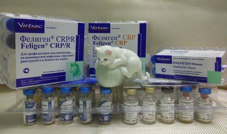 Вакцина фелиген для кошек - инструкция по применению
