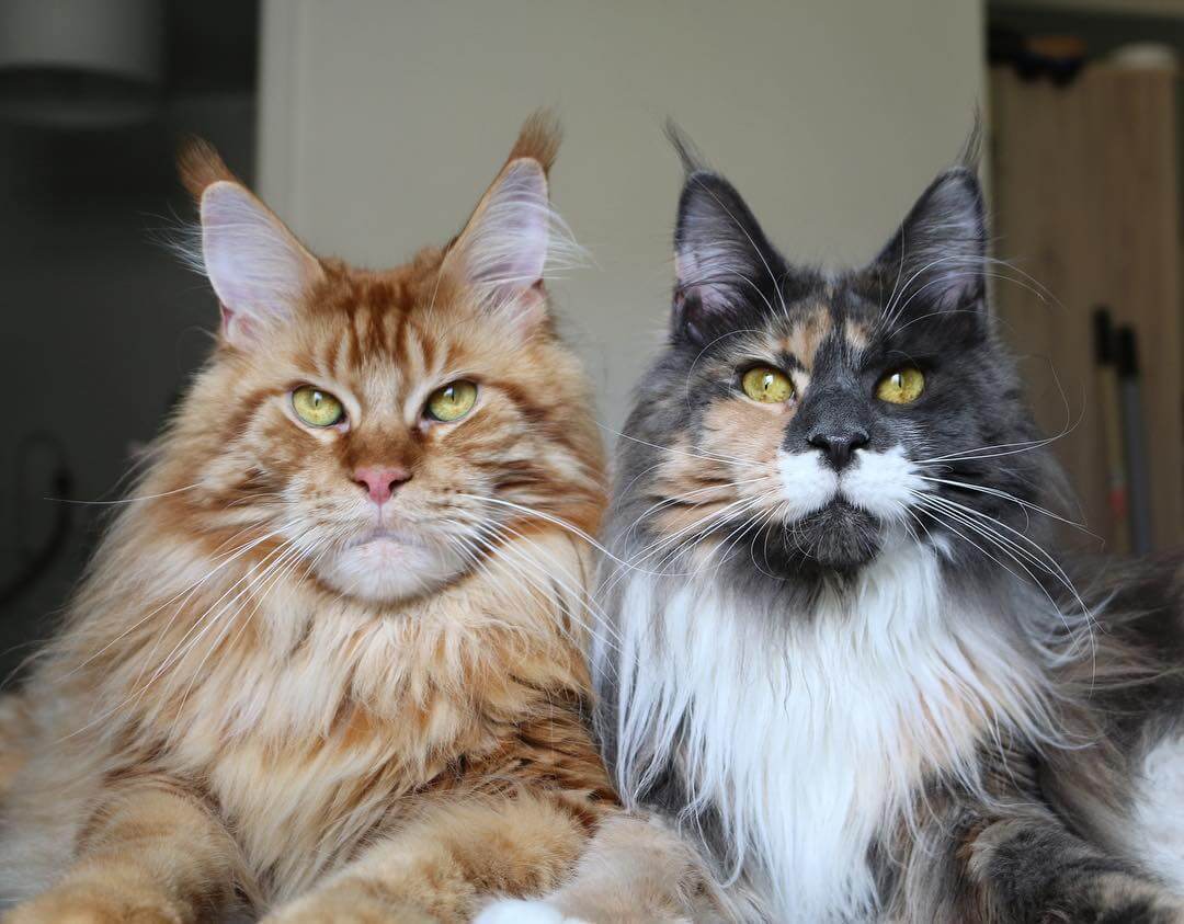 Кошки мейн-куны: все о характере и повадках самой крупной породы