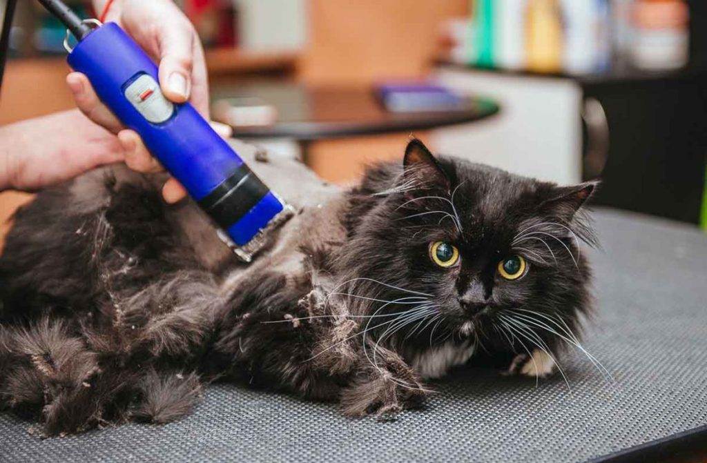 Ручные и механические машинки для стрижки кошек