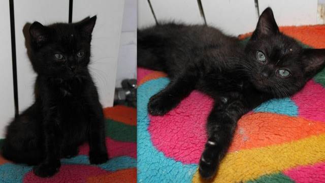 Как назвать черного котенка: красивые клички в честь кумиров, с акцентом на черный цвет +видео и фото