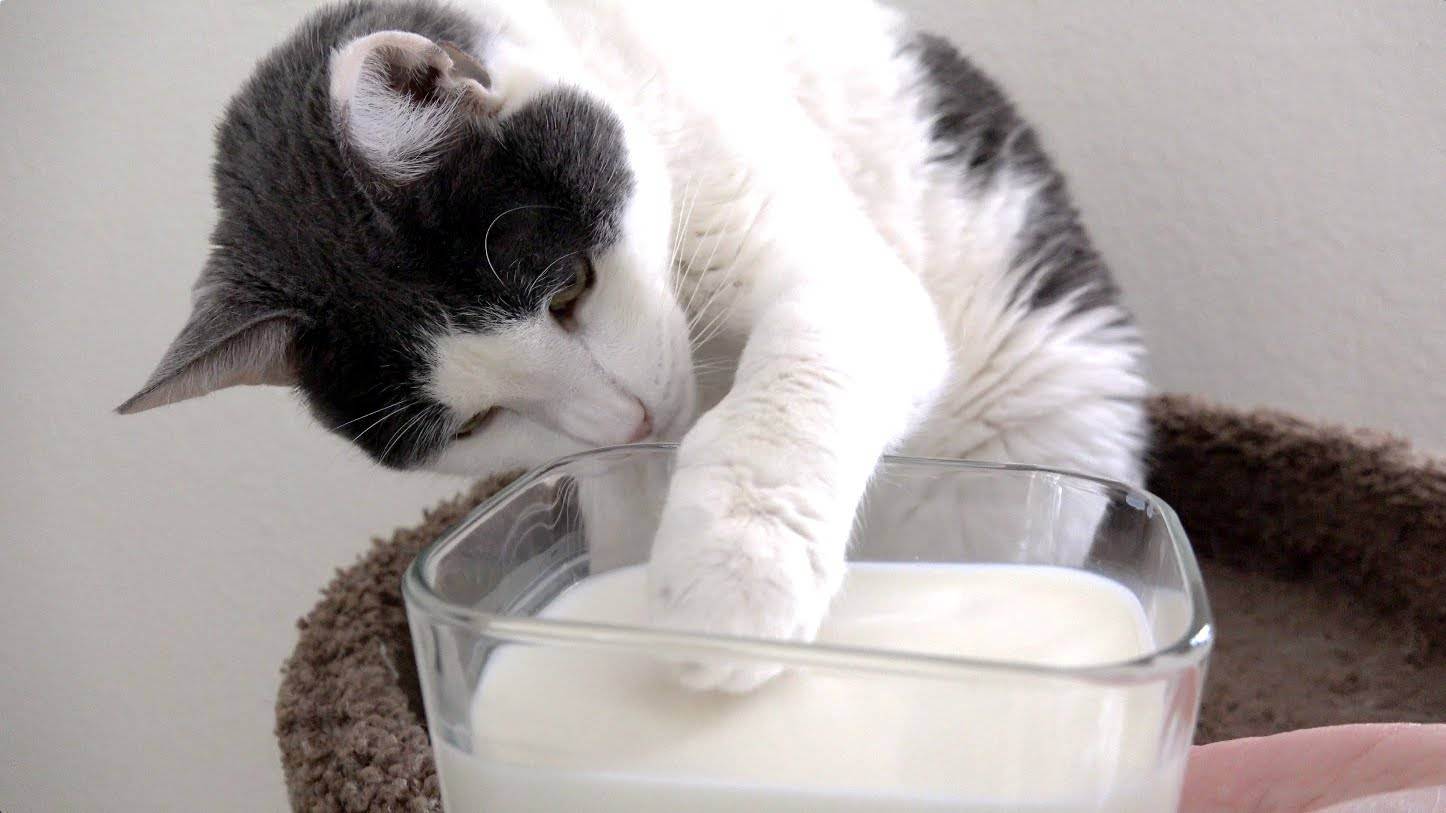 Можно ли кошкам молоко: состав продукта, польза и вред, чем заменить, как давать