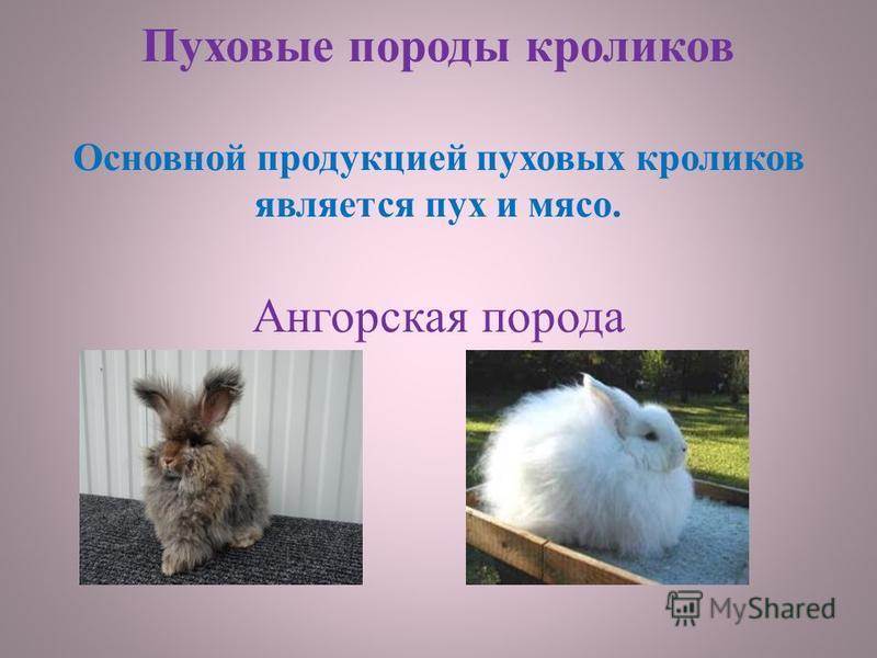Ангорский кролик — история происхождения, описание, разведение, уход, кормление, плюсы и минусы
