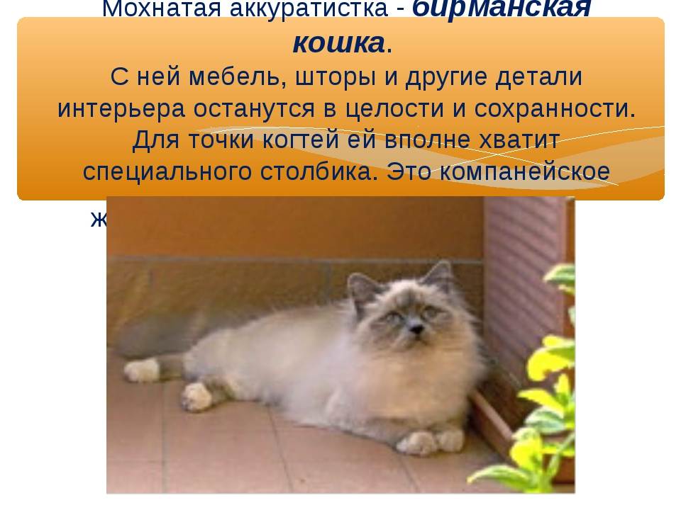 Есть ли у кошек память