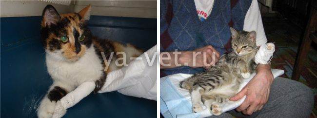 Лечение переломов у кота - муркин дом
