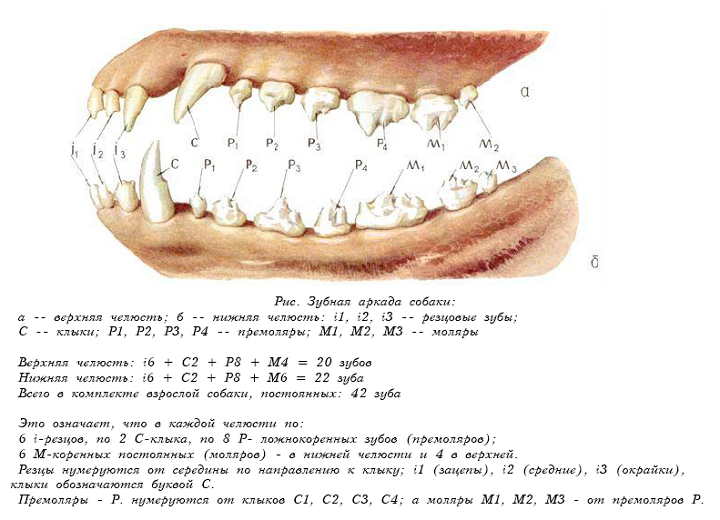 Количество зубов у собак: зубная формула и система питомцев, схем расположения