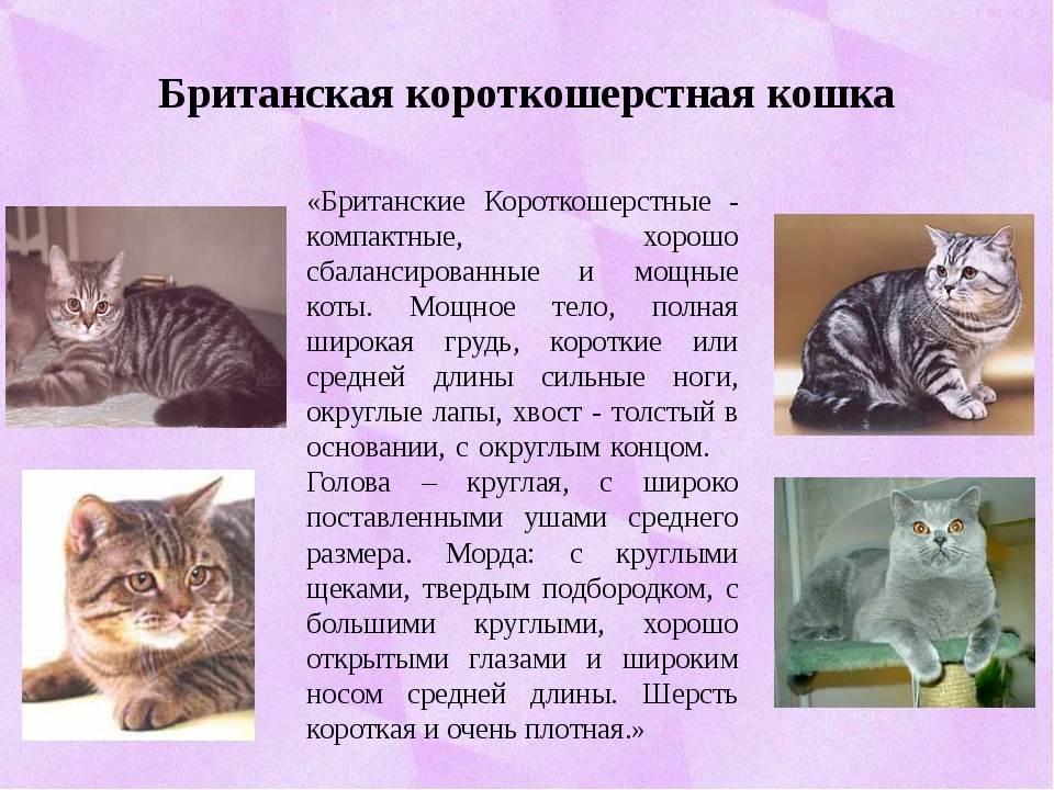 Американская короткошерстная: 115 фото и видео описание стандарта и основных характеристик кошек