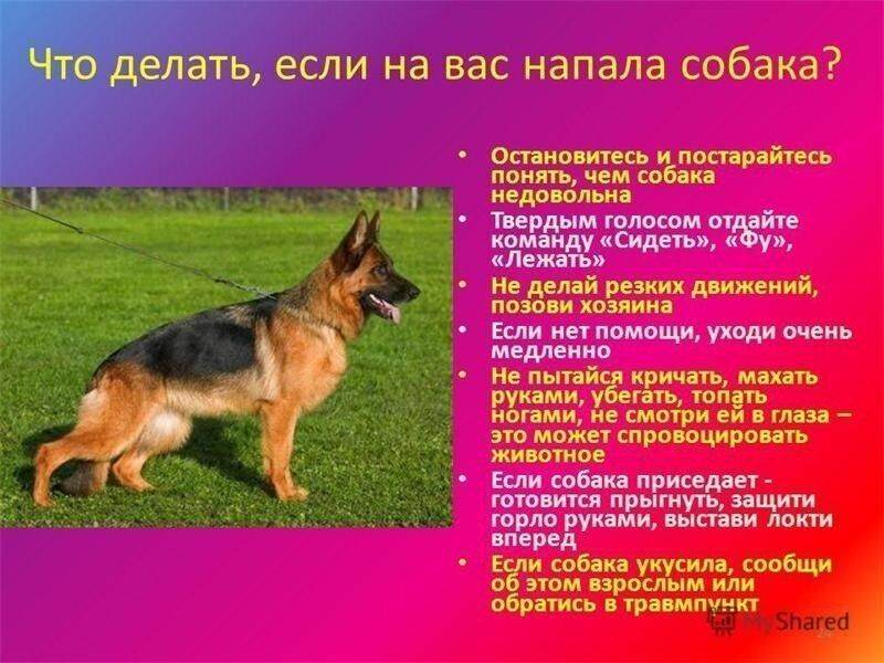 Что делать при нападении собаки – правила поведения и способы защиты от животного