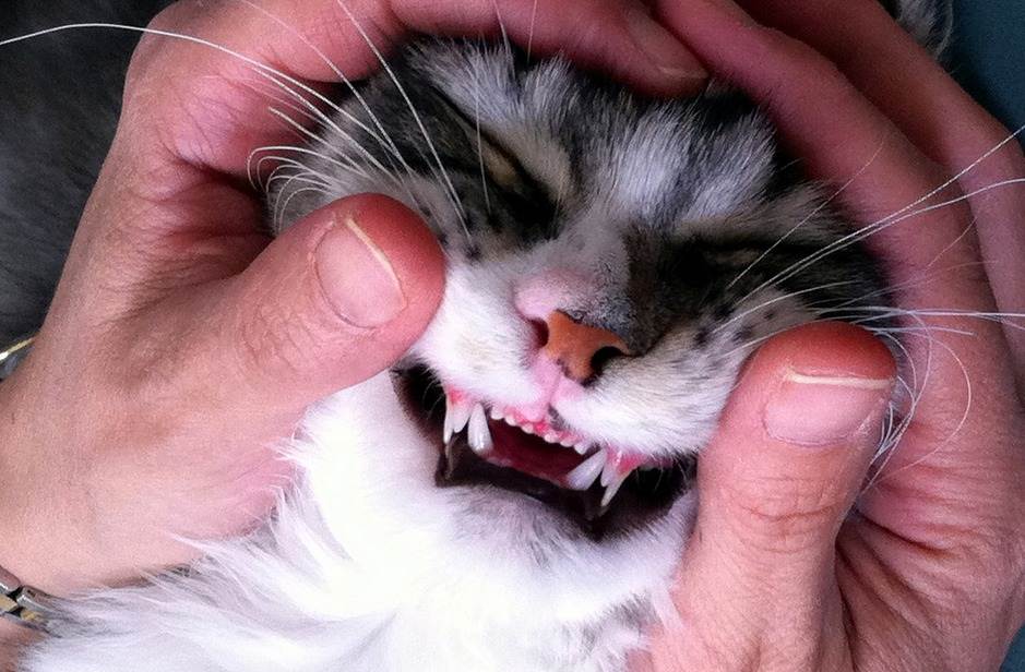 Сколько зубов у кошки — схема, у котнка, взрослой особи