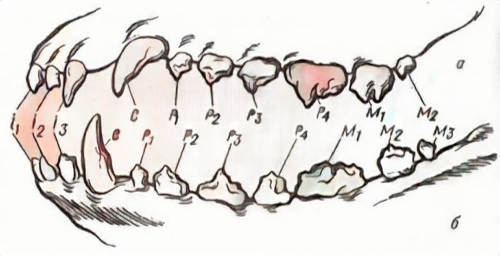 Зубы у собаки
