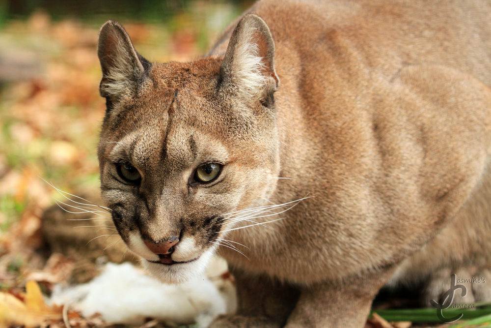 Дикая кошка ягуарунди – маленькая пума: жизнь в естественной среде и в неволе +видео и фото