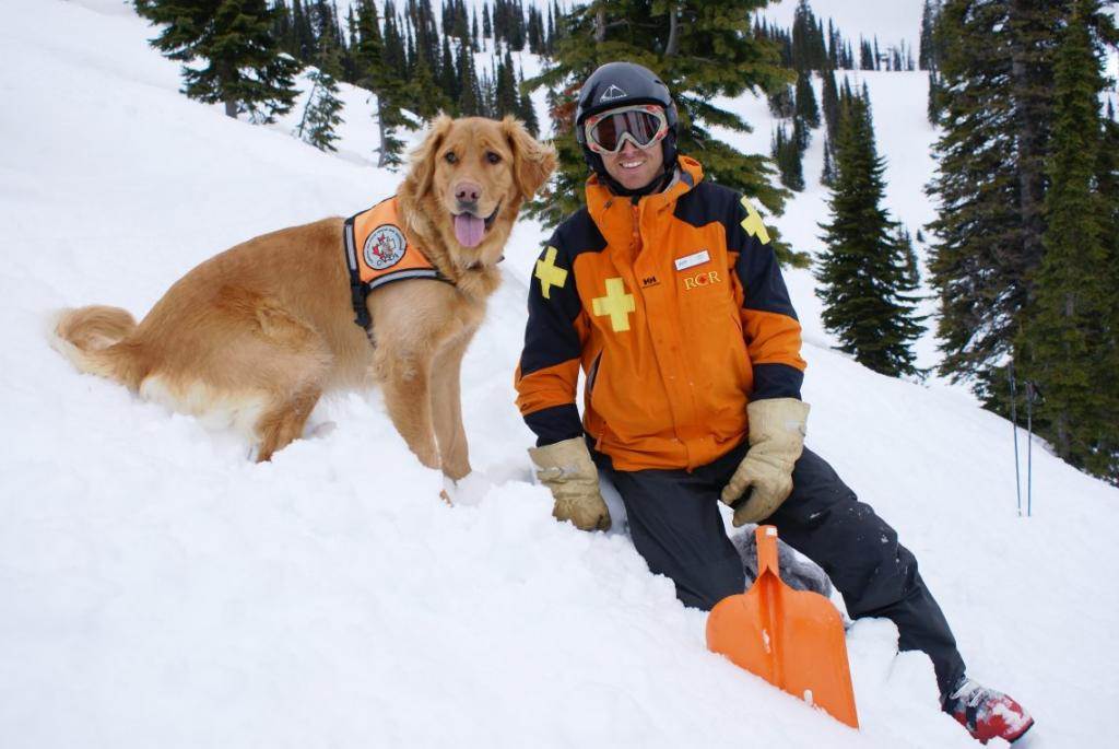 Бочонок на шее у сенбернара — что несет горный спасатель пострадавшим в снегах