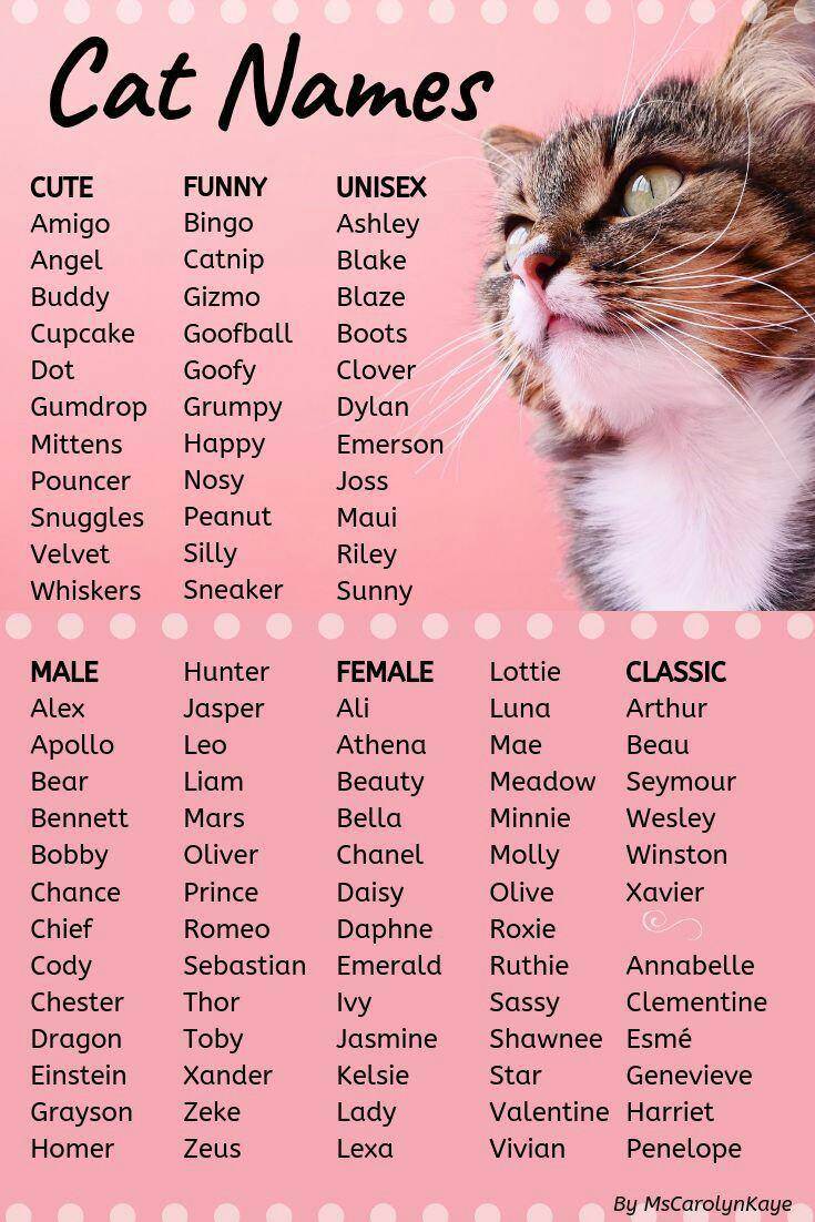 Как выбрать кличку для котенка-мальчика: с учетом характера, окраса и других критериев, варианты по алфавиту