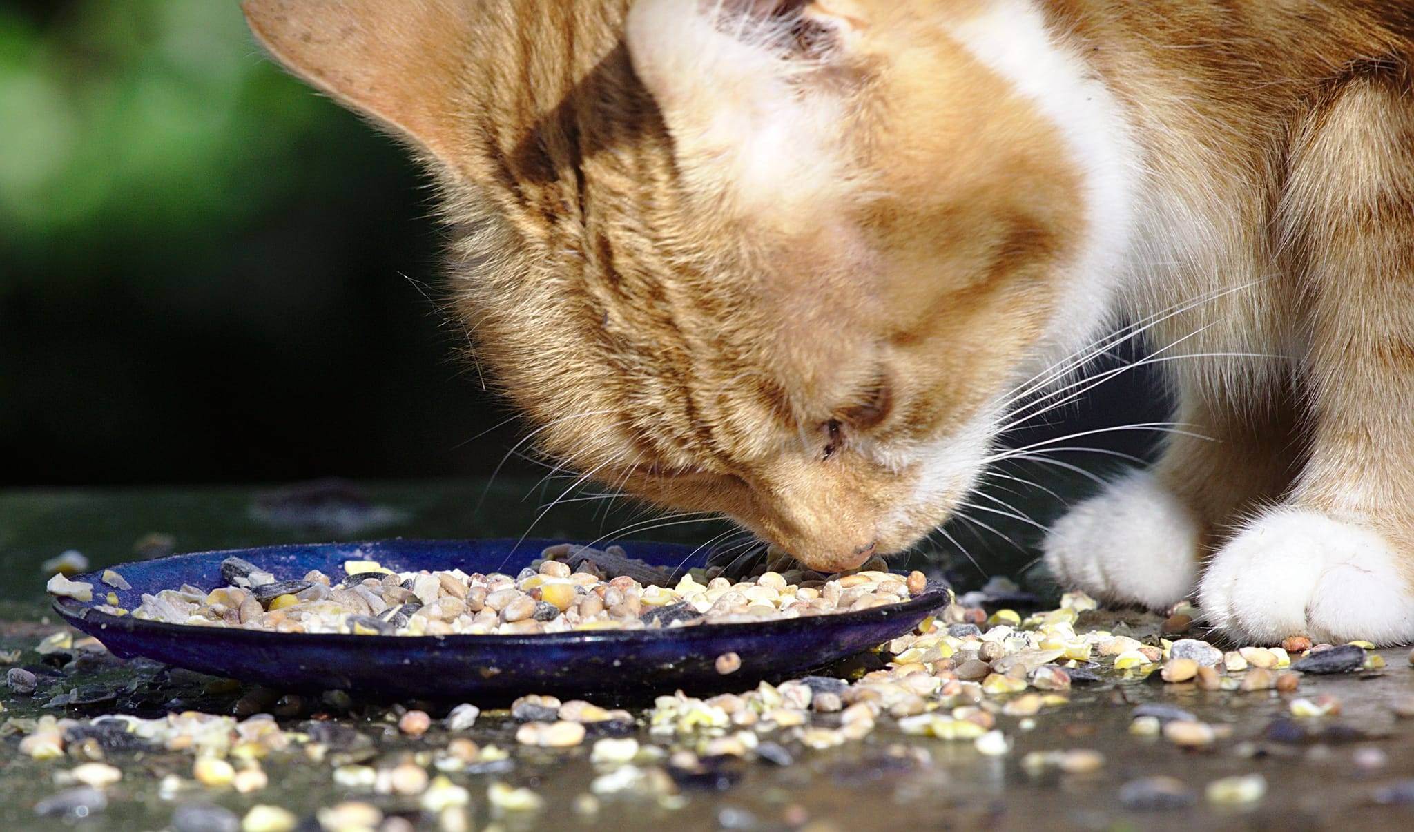 Кошку рвет непереваренной едой. Коты рыгают. Потеря аппетита у кошки. Кот закапывает еду. Зверский аппетит у котиков.